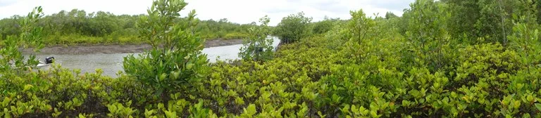 Mangrove Image 4.jpeg