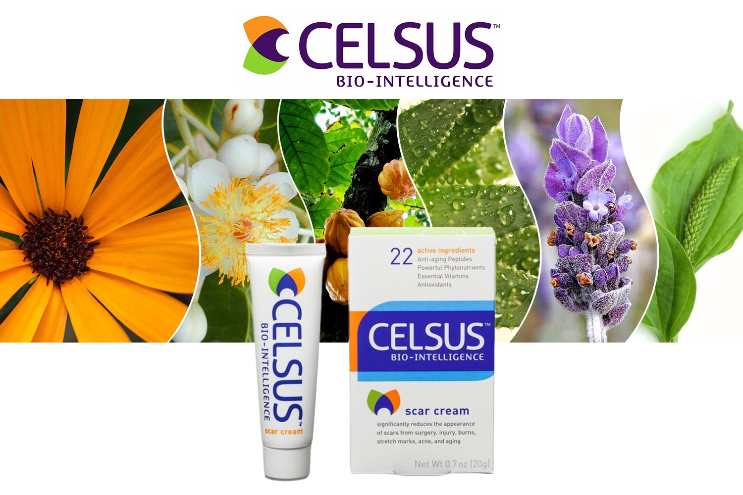 Celsus