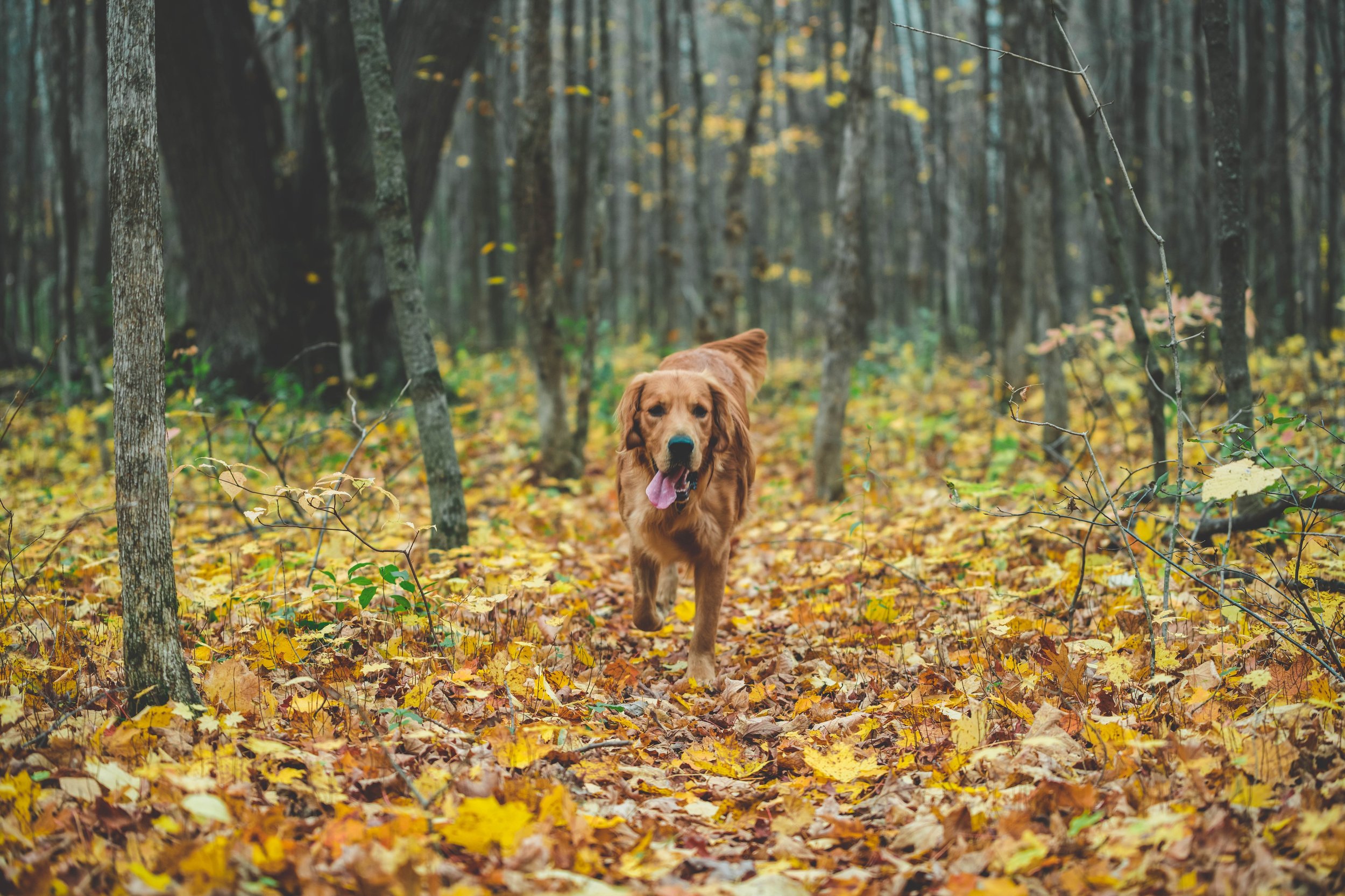 dog-running-in-fall-leaves_4460x4460.jpg