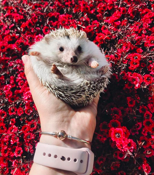 Hodgy, a pet hedgehog from the United States, is an influencer too. Source