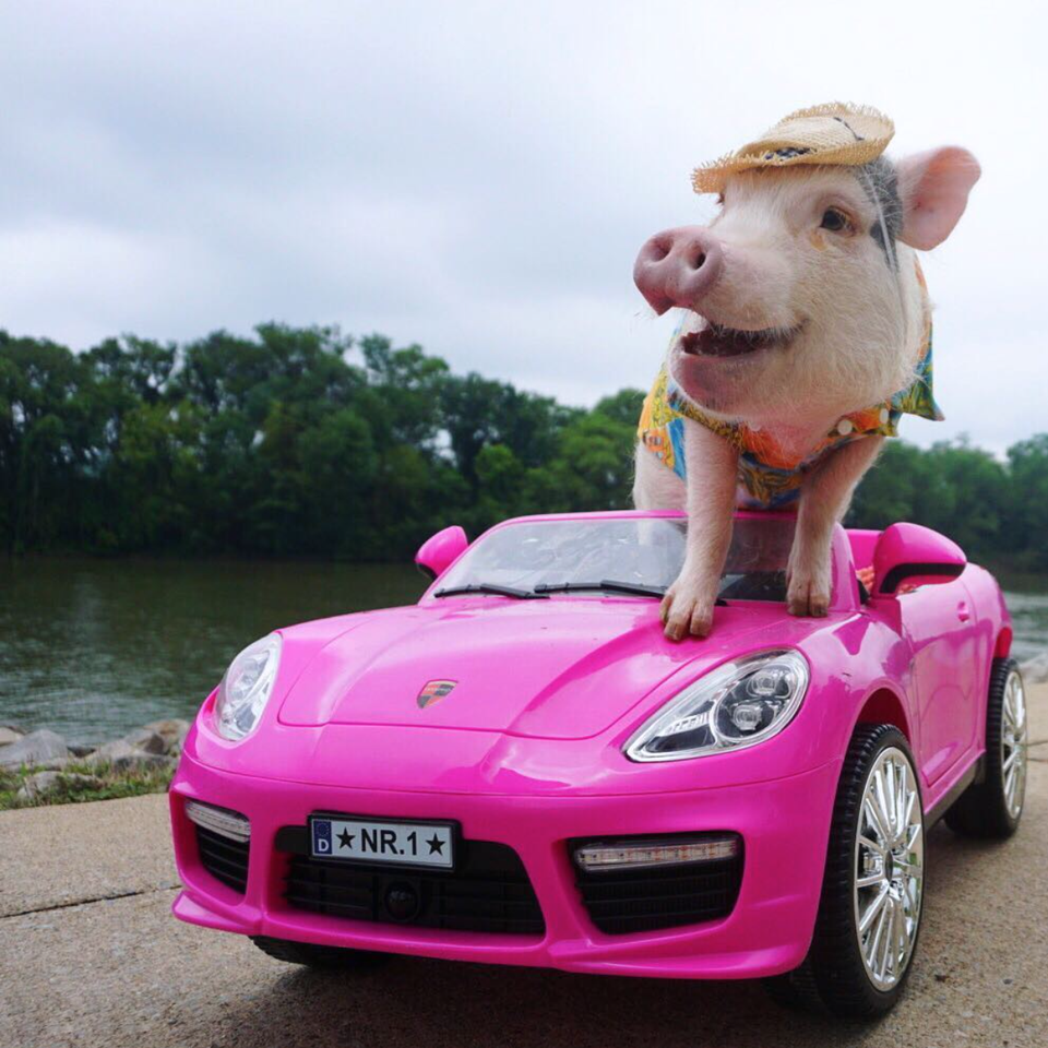 Hamlet The Piggy, COURTESY OF HAMLET THE PIGGY