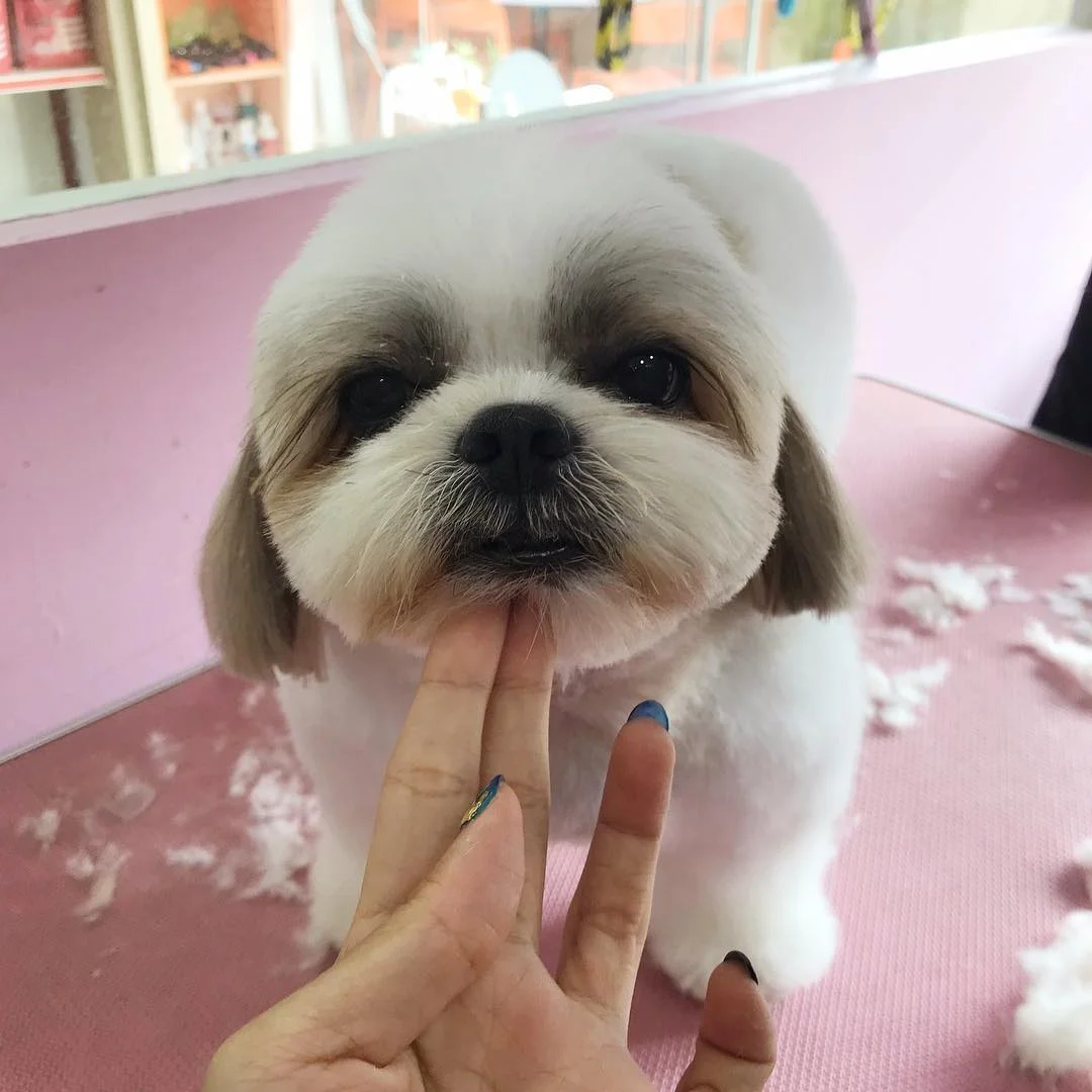Lady and Gentle Paws