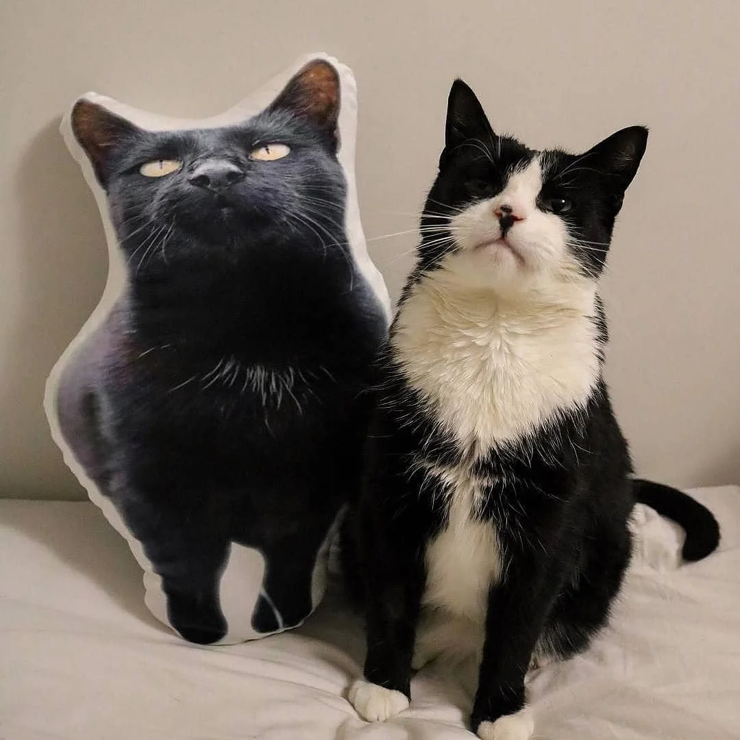 Pawlibra