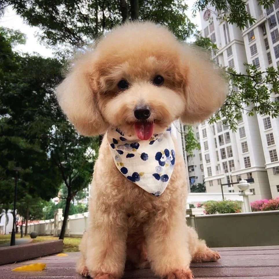 Visit their Instagram at: www.instagram.com/peachypawsy/