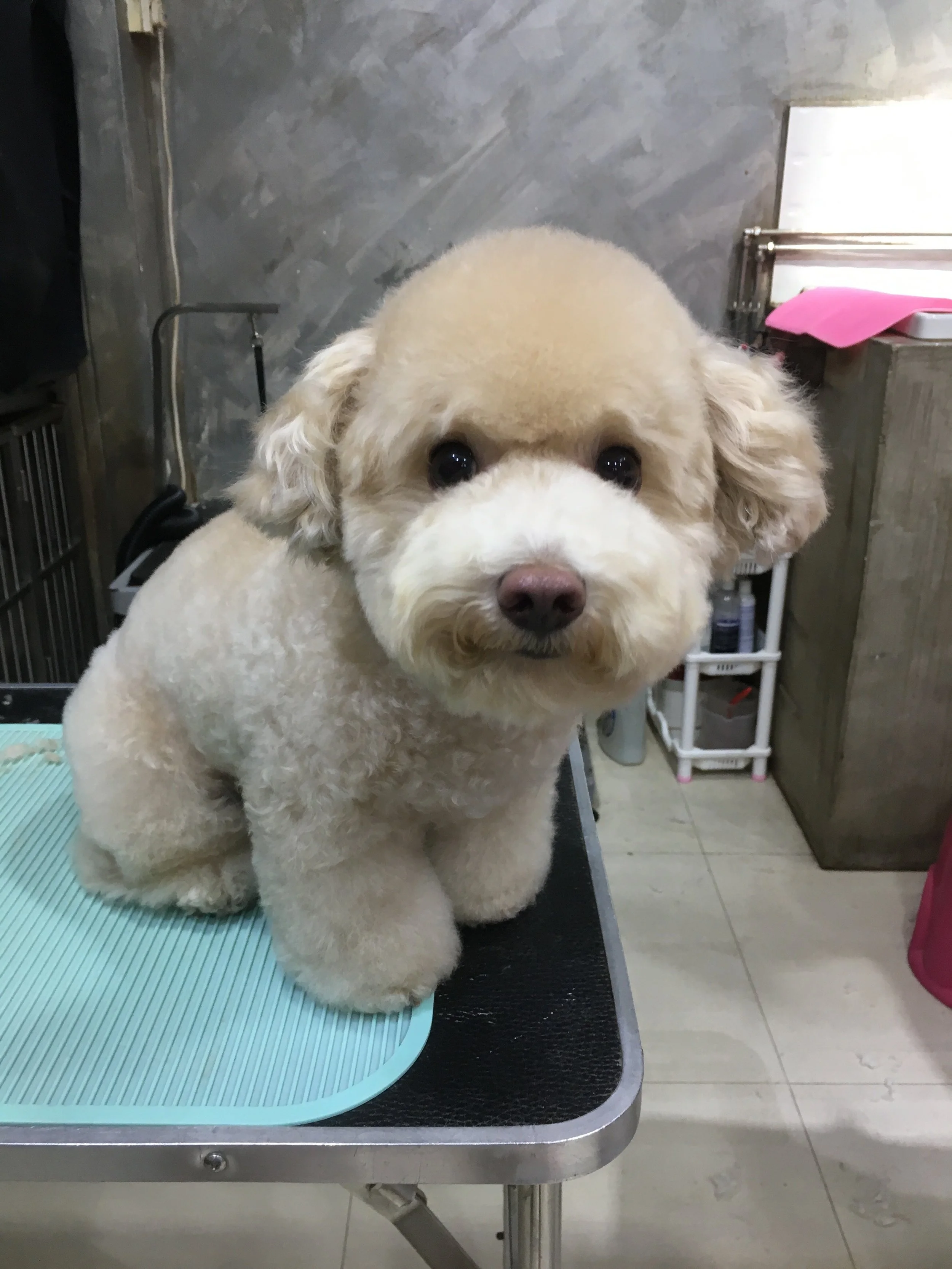 Visit their Instagram at: https://www.instagram.com/pawfectsmile/