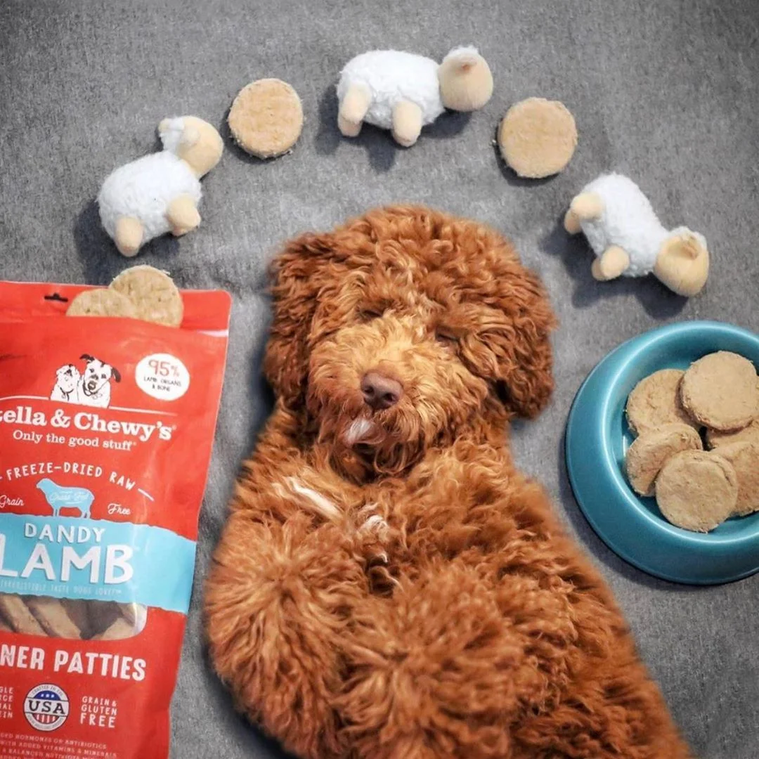 Photo credit: @oliverthegoldendoodle