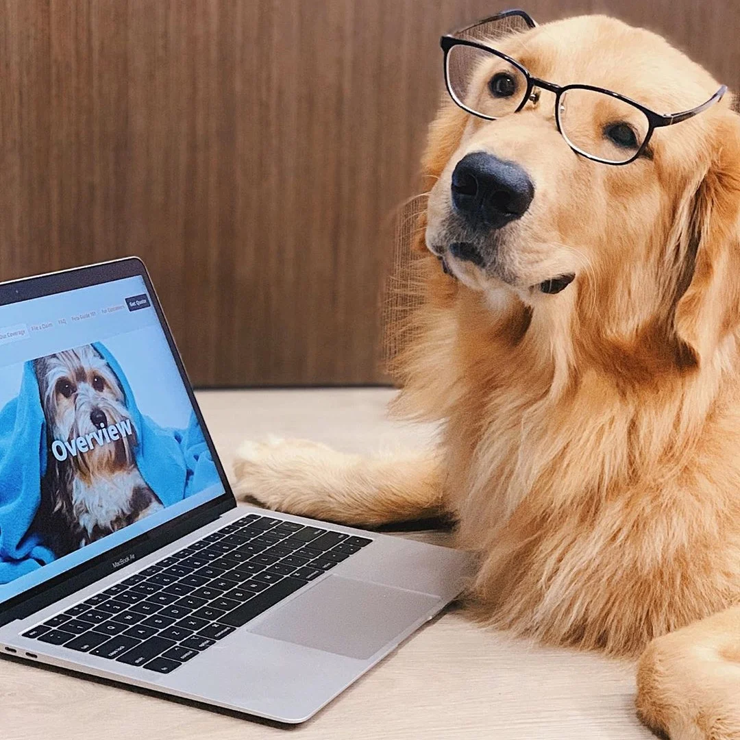 Client: Aon Insurance x Happy Tails | @ollie.thegoldenboy