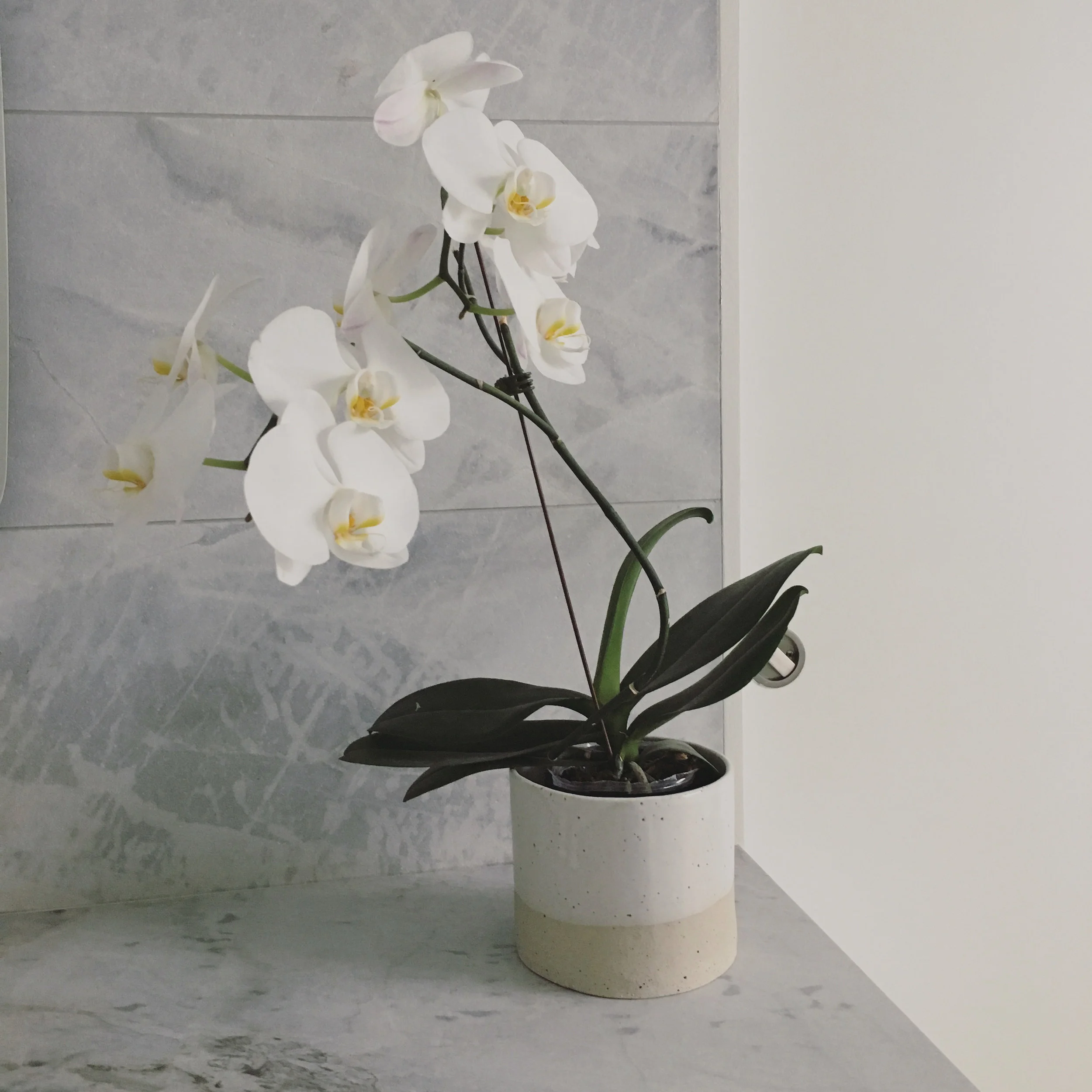 ORCHID PLANTER_02.jpg