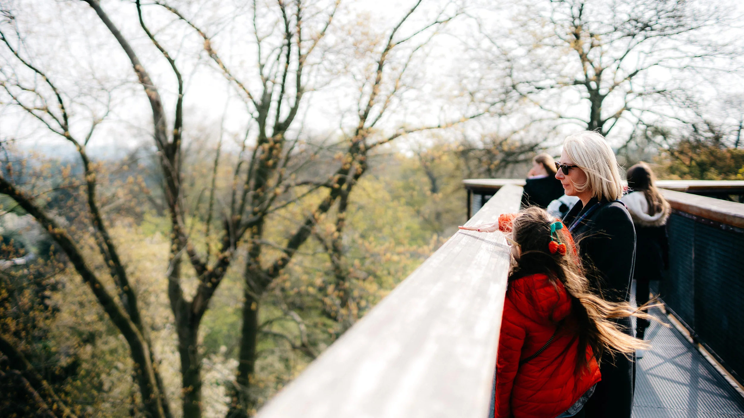 On the Treetop Walkway