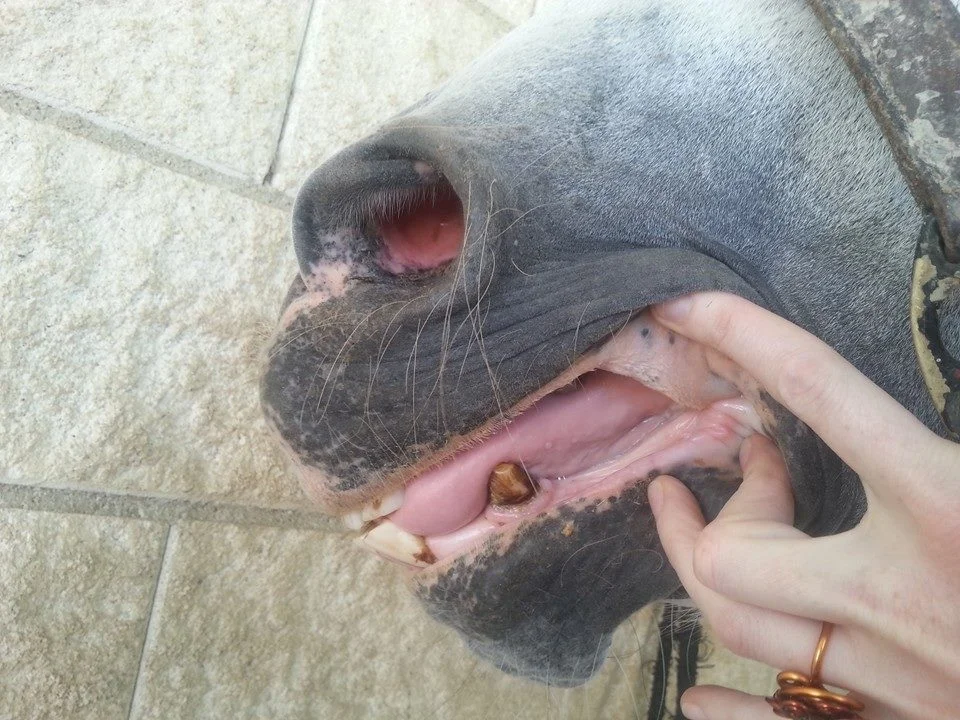 El diagnóstico de Lengua y Pulso es vital para un diagnóstico de MVTC.