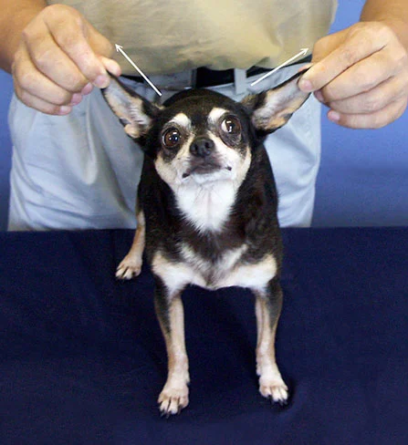 Ba-shen-fa (stretching or drawing), demonstrated above on the ears in a dog, stretches tendons and regulates the channels.