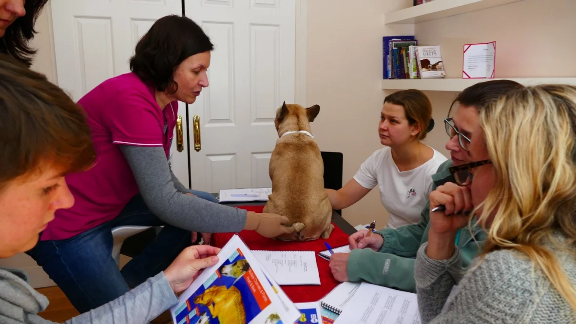 Los alumnos del Curso de Acupuntura en Pequeños Animales empiezan a practicar acupuntura en perros desde la primera sesión presencial.
