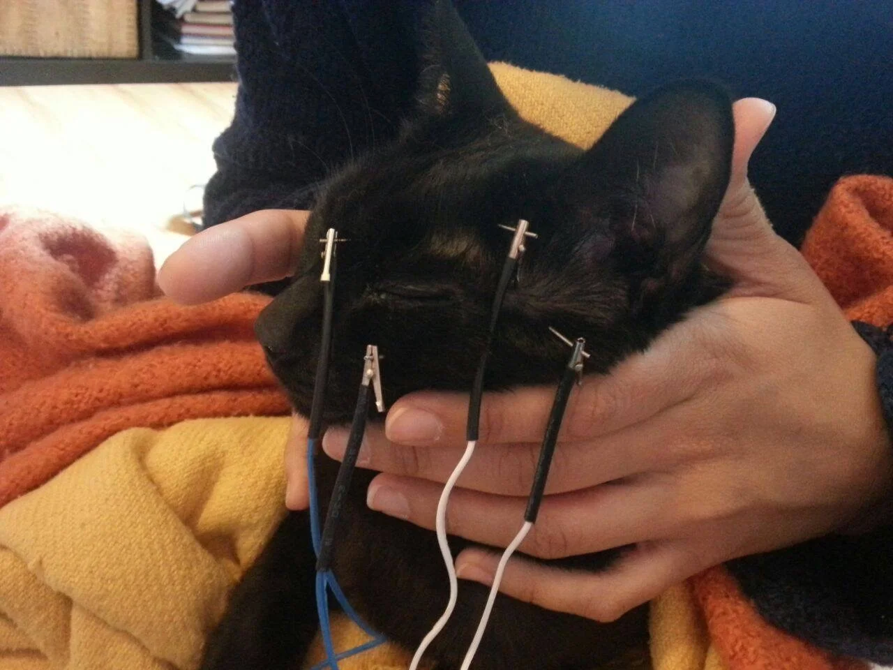 Electro-acupunctura aplicada a un gato en el tratamiento de KCS