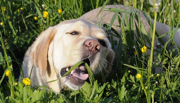 Learn how to use herbal formulas in a adecuate manner in your clinical cases