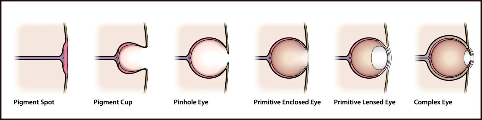 THE EVOLUTION OF THE EYE - How Anatomy Can Change Our Perception ...