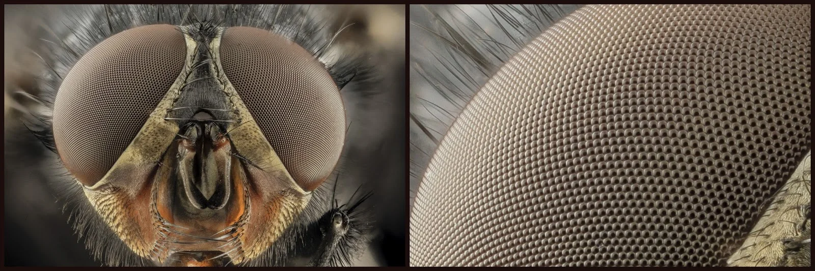 Compound Eye Science THE EVOLUTION OF THE EYE - How Anatomy Can Change Our Perception ...