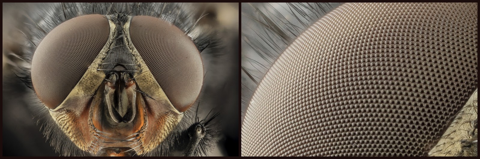 THE EVOLUTION OF THE EYE - How Anatomy Can Change Our Perception ...