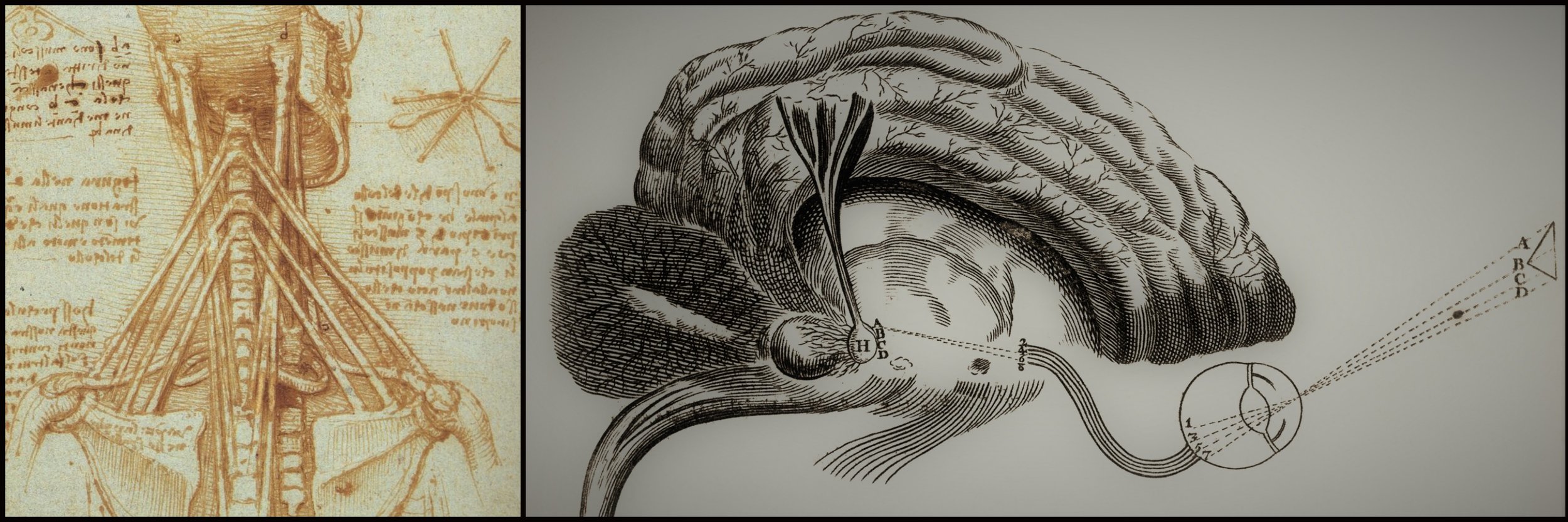 FIGHT or FLIGHT - The Anatomy of Stress — Animator Notebook