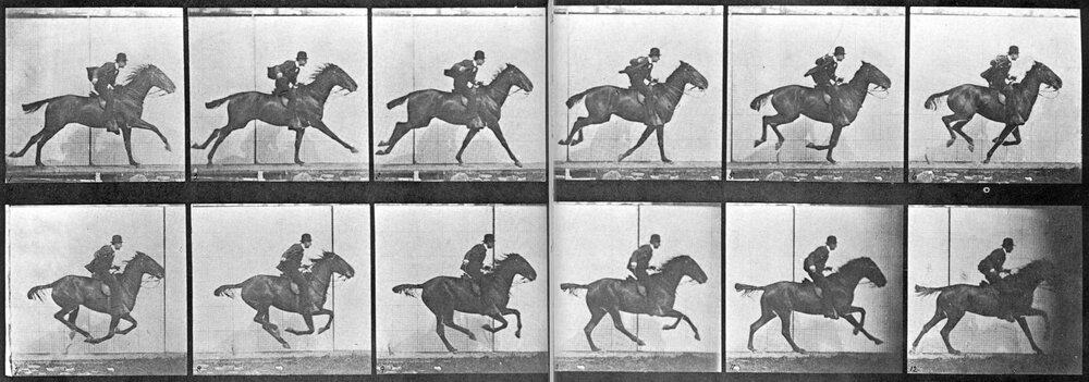 A GUIDE TO QUADRUPEDS' GAITS - Walk, amble, trot, pace, canter, gallop —  Animator Notebook