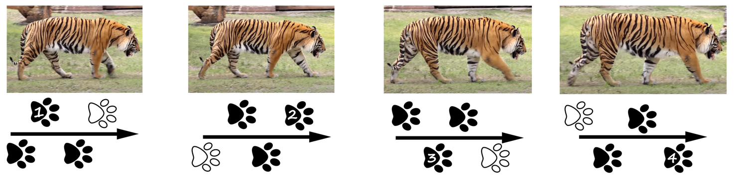 Trot Foot Fall Pattern A GUIDE TO QUADRUPEDS’ GAITS - Walk, amble, trot, pace, canter, gallop ...