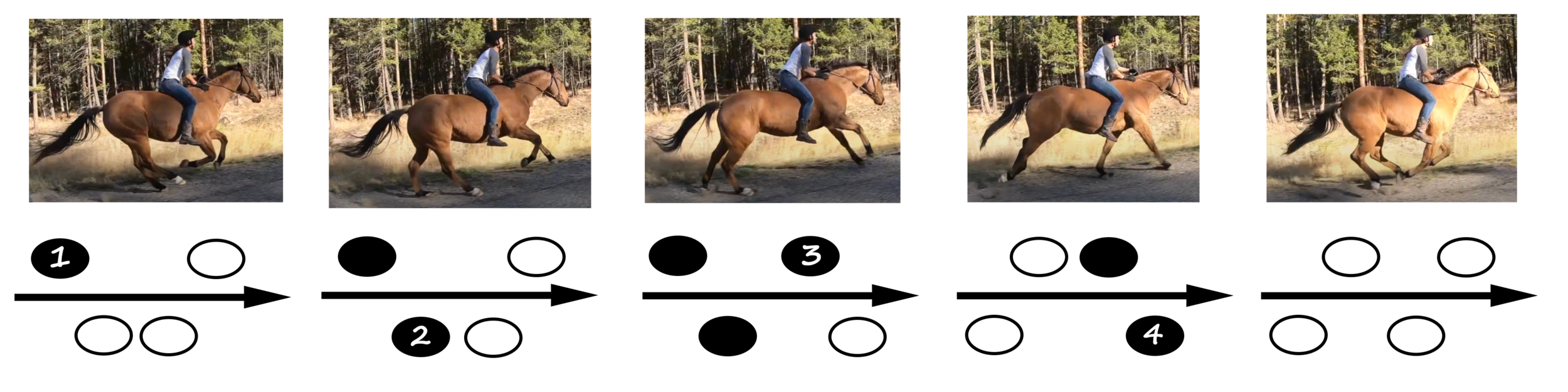 A GUIDE TO QUADRUPEDS’ GAITS Walk, amble, trot, pace, canter, gallop