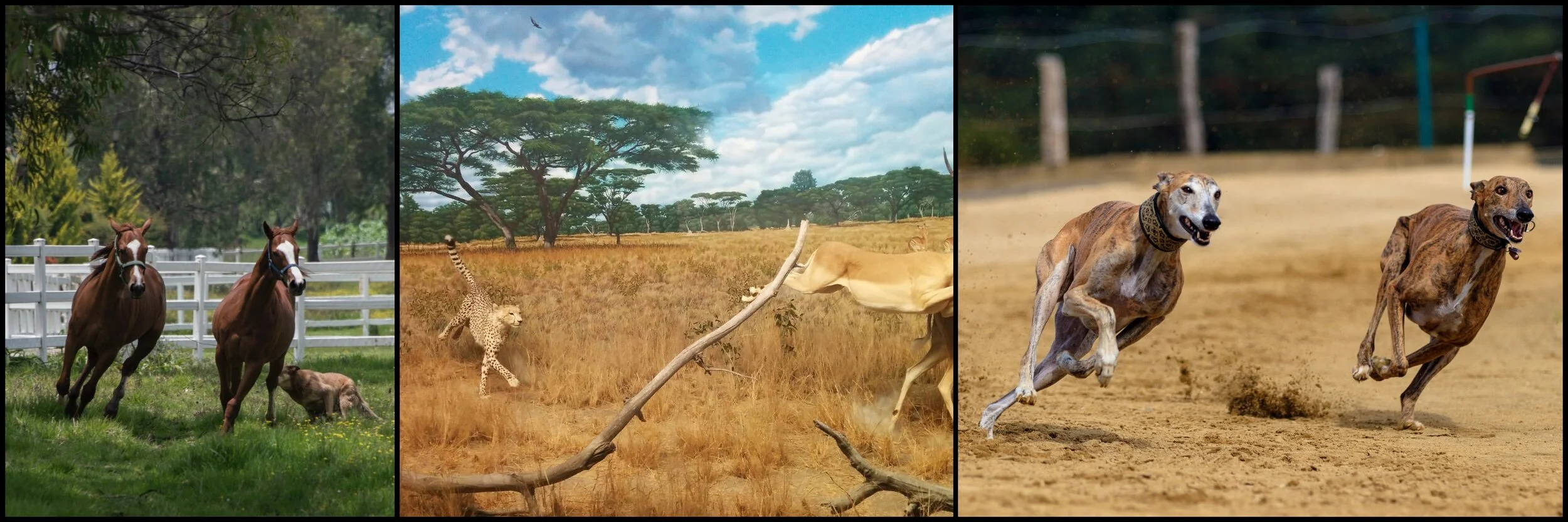 A GUIDE TO QUADRUPEDS’ GAITS - Walk, amble, trot, pace, canter, gallop ...