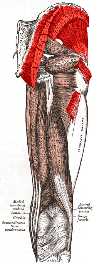  https://en.wikipedia.org/wiki/Gluteal_muscles#/media/File:Gluteus_muscles.PNG 