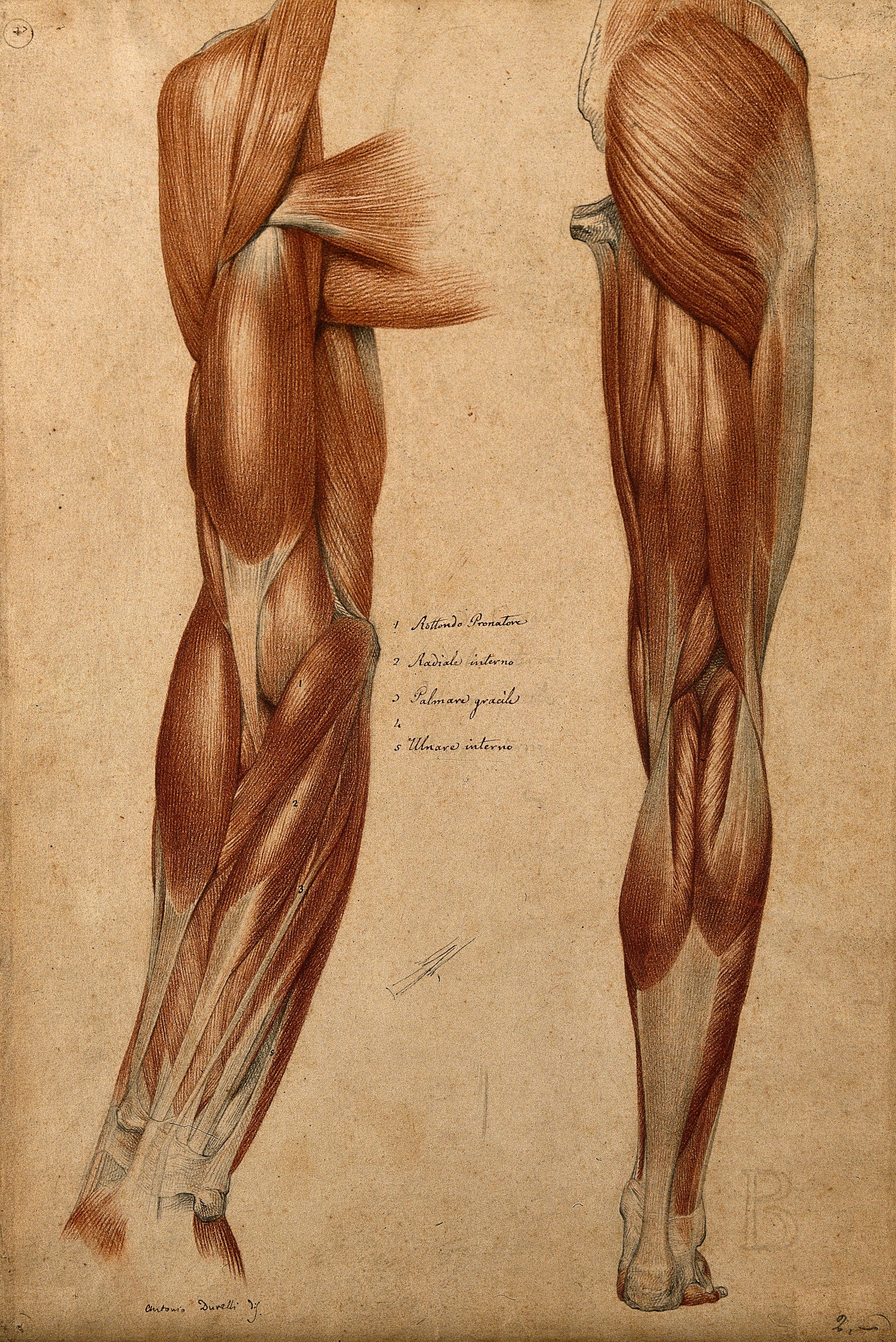  https://upload.wikimedia.org/wikipedia/commons/4/4f/Muscles_and_tendons_of_the_arm_and_leg%3B_two_%C3%A9corch%C3%A9_figures._Wellcome_V0008256.jpg 