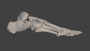 THE MOVING BODY - Walking Gait Analysis (Part II): Gait goals and ...