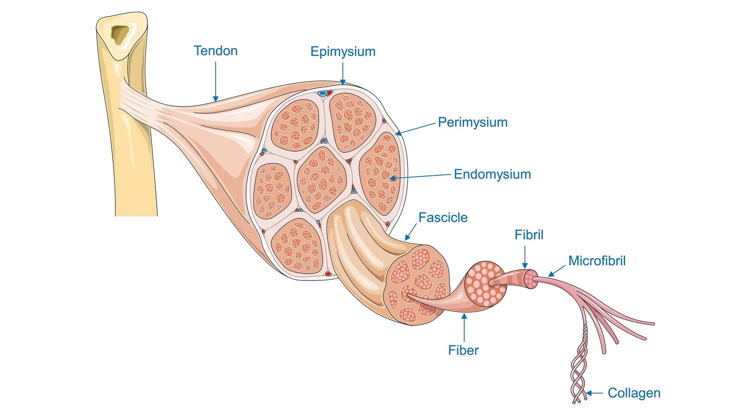 Anatomy in Motion #2: Rules of Muscles — Animator Notebook