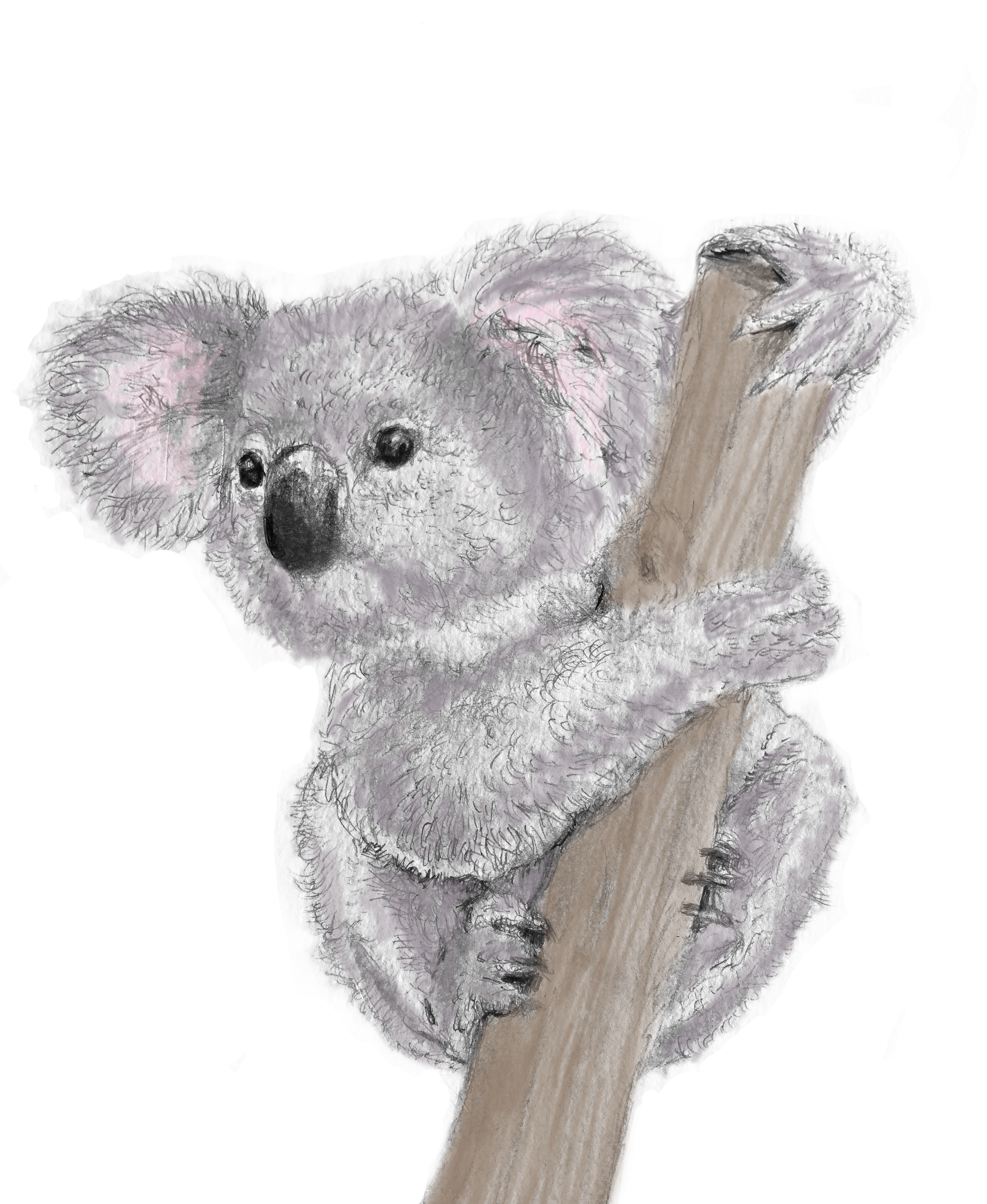 koala1.png