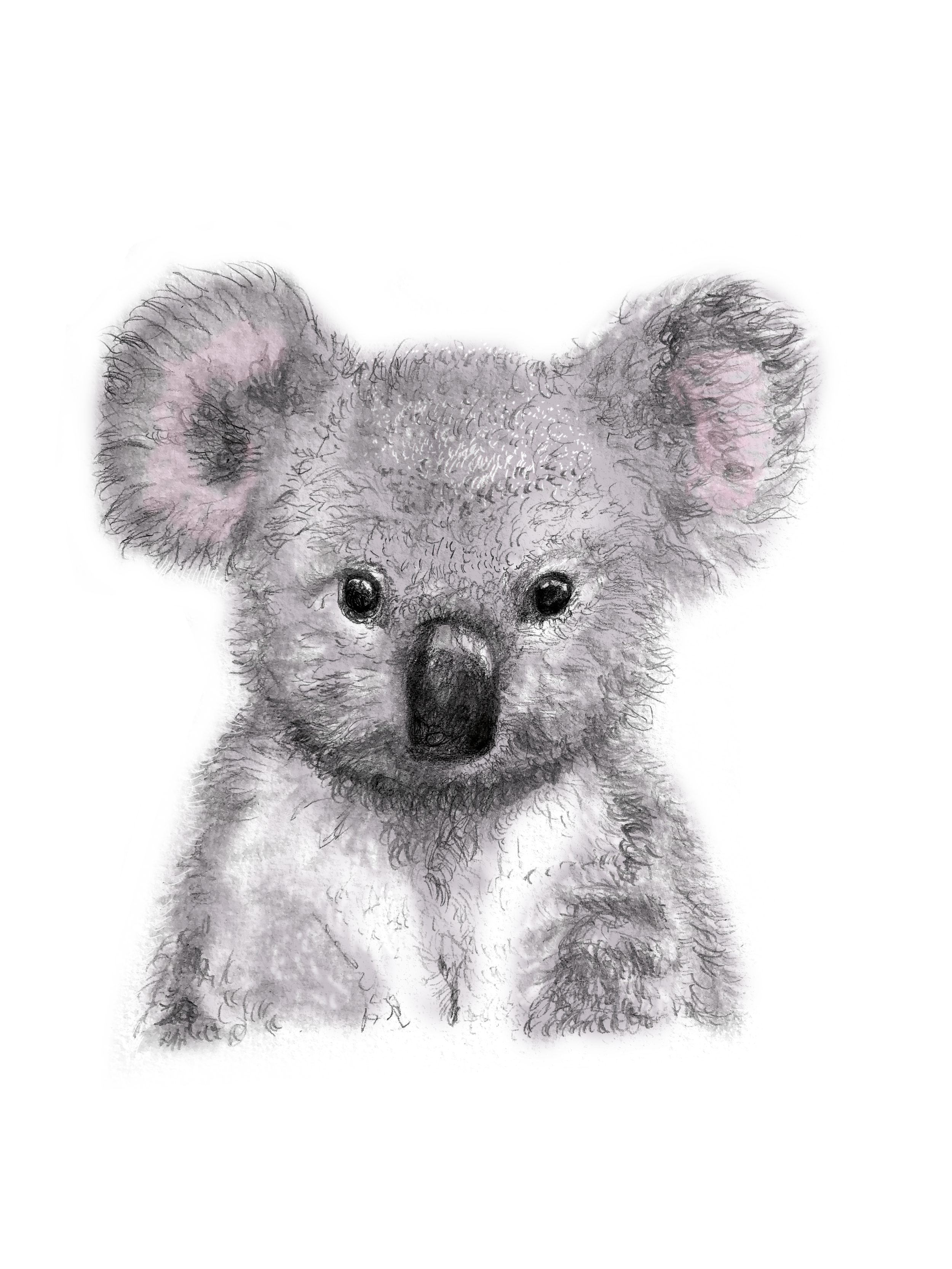 koala2.png