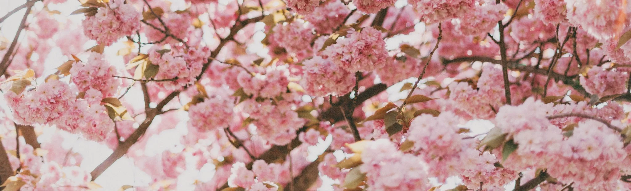 blossom footer.jpg