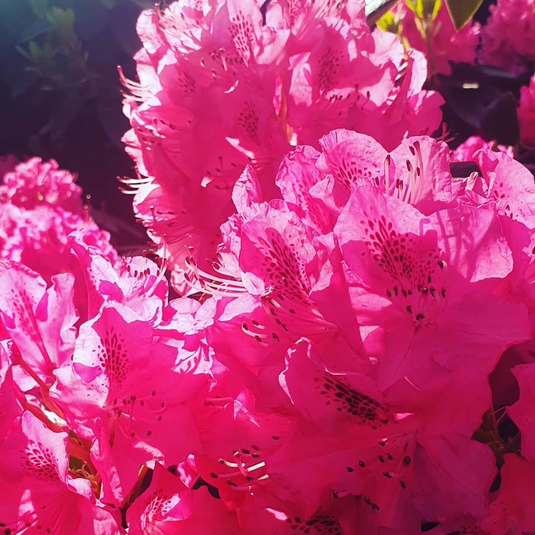 Managed to capture this while the sun was out...Happy Monday everyone 🌺

It feels good to be back at work with my lovely team @martadnx and seeing my patients!! 😁 

#orthodontics #crookedteeth #NHS #letsgetthoseteethstraight #smile #invisalign #ort