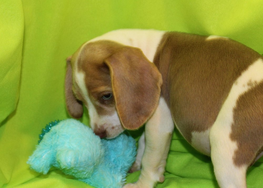 Standard sized Khaki Male — Southern Sunshine Beagles