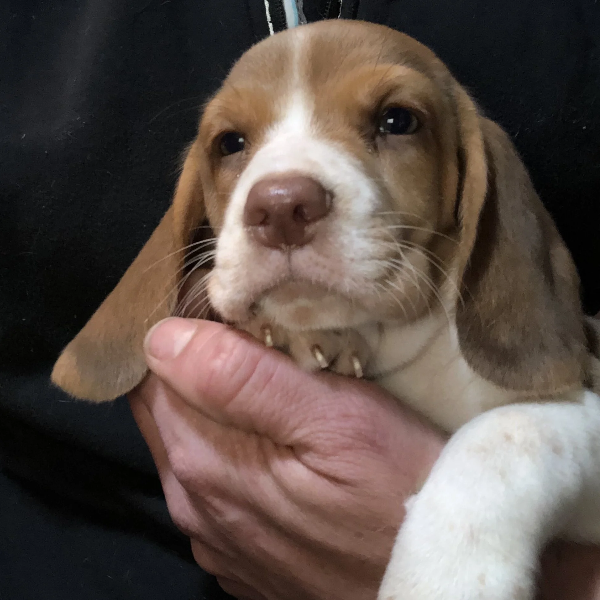 ED805ACE-68F8-4196-847D-0C5D4B462D09