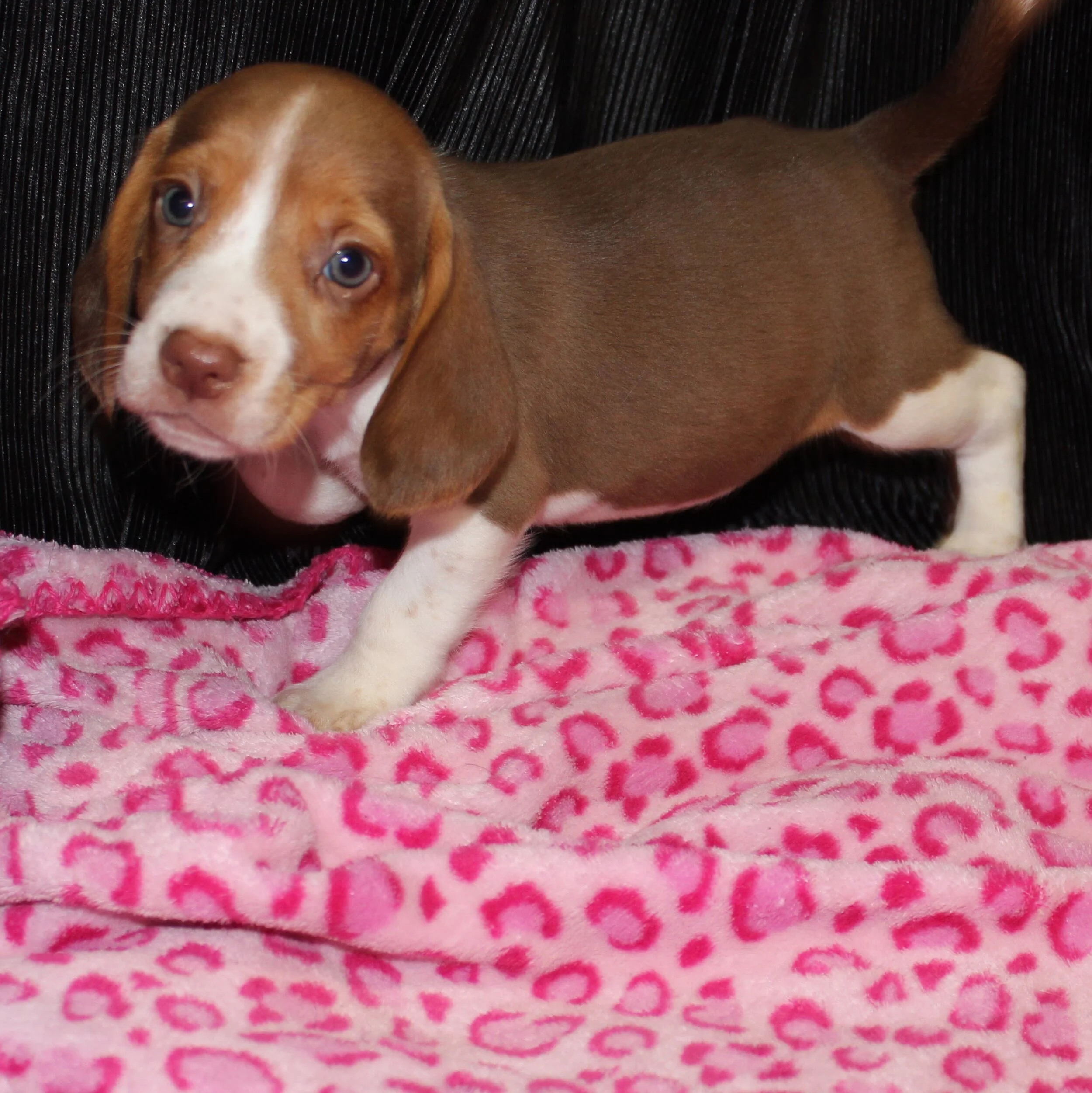 Chocolate beagle puppy (Copy)