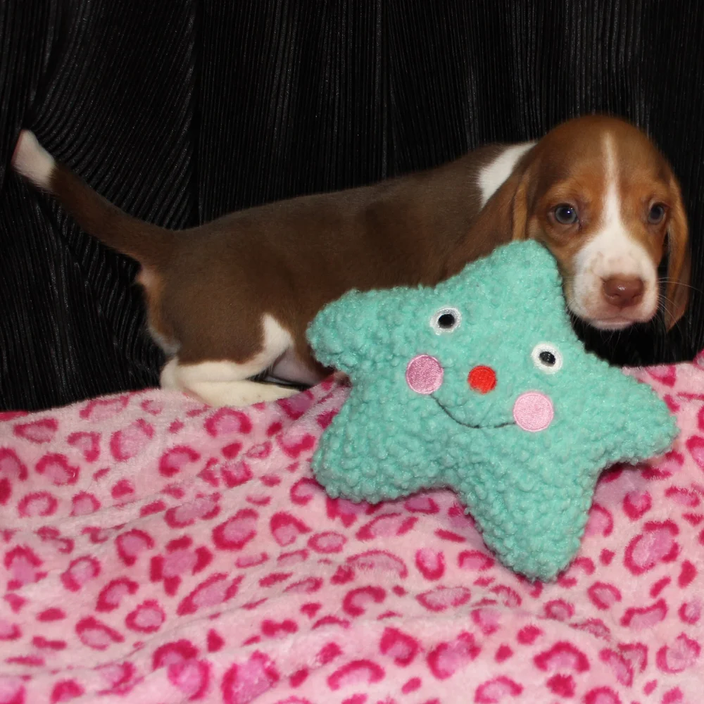 Runt sized chocolate beagle girl — Southern Sunshine Beagles