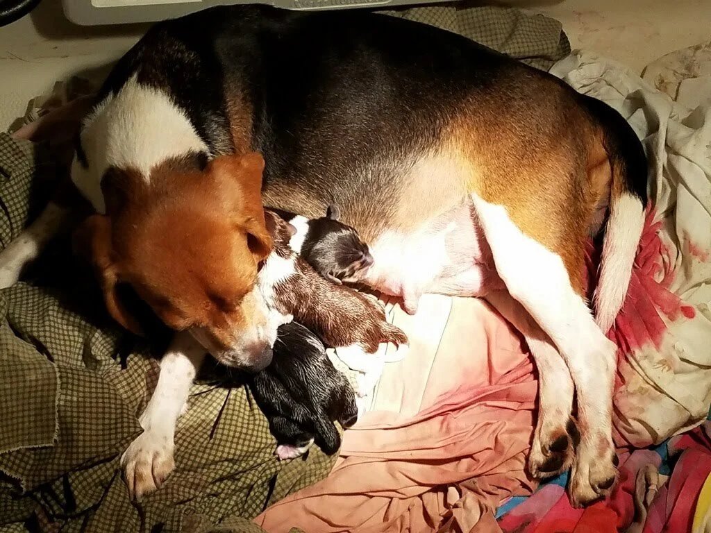 sunshine acres beagle puppies