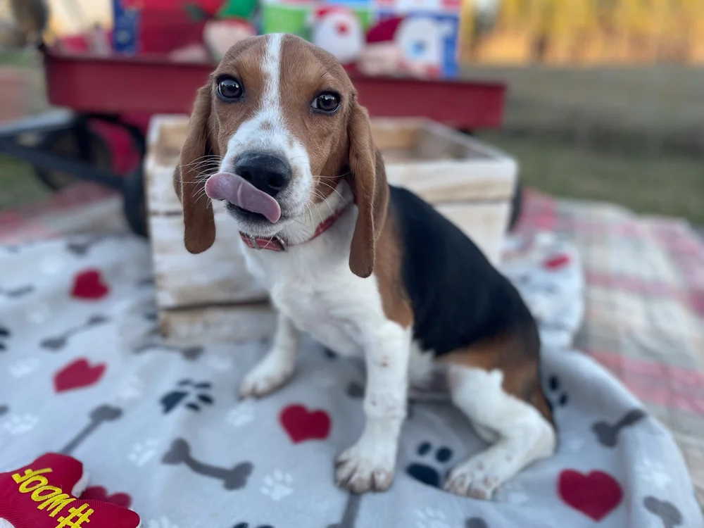 Bagel Basset Beagle Rescue Akc Highest Highest Basset Hound Puppies