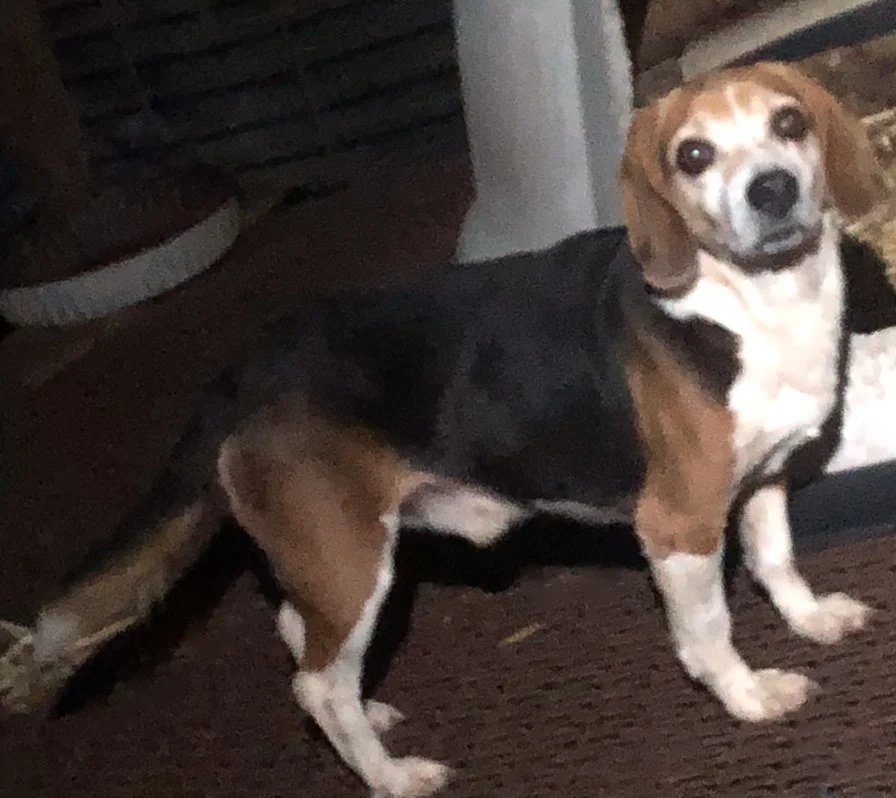 Bax.jpg