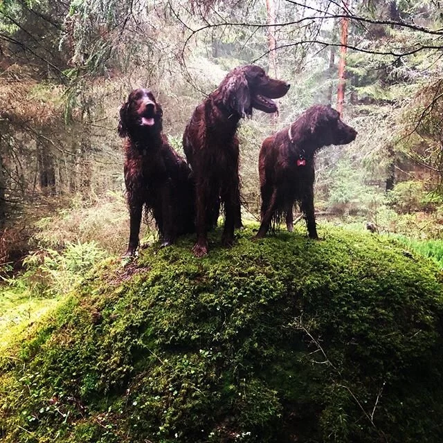 This is the last time my three Musketeers are all in one picture. A few days later we had to say goodbye to Ferdinand, who died because of dog epilepsy.
You are now in a better place without this terrible disease. 
#epilepsyawareness #epilepsy #epile