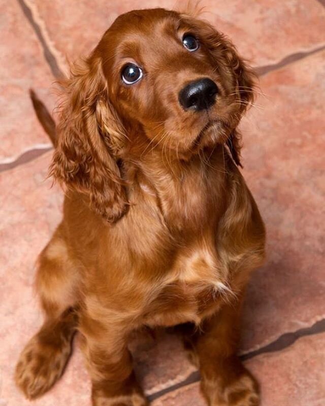 Run free my precious boy. 🌈
🐾
🐾
🐾
Thank you for the picture @kalev_lilleorg 
#dogepilepsy #dogepilepsyawareness #epilepsyawareness #epilepsy #epilepsywarrior #epilepsysucks #epilepsyfighter #epilepsyadvocate #epilepsyproblems #epilepsyfoundation 