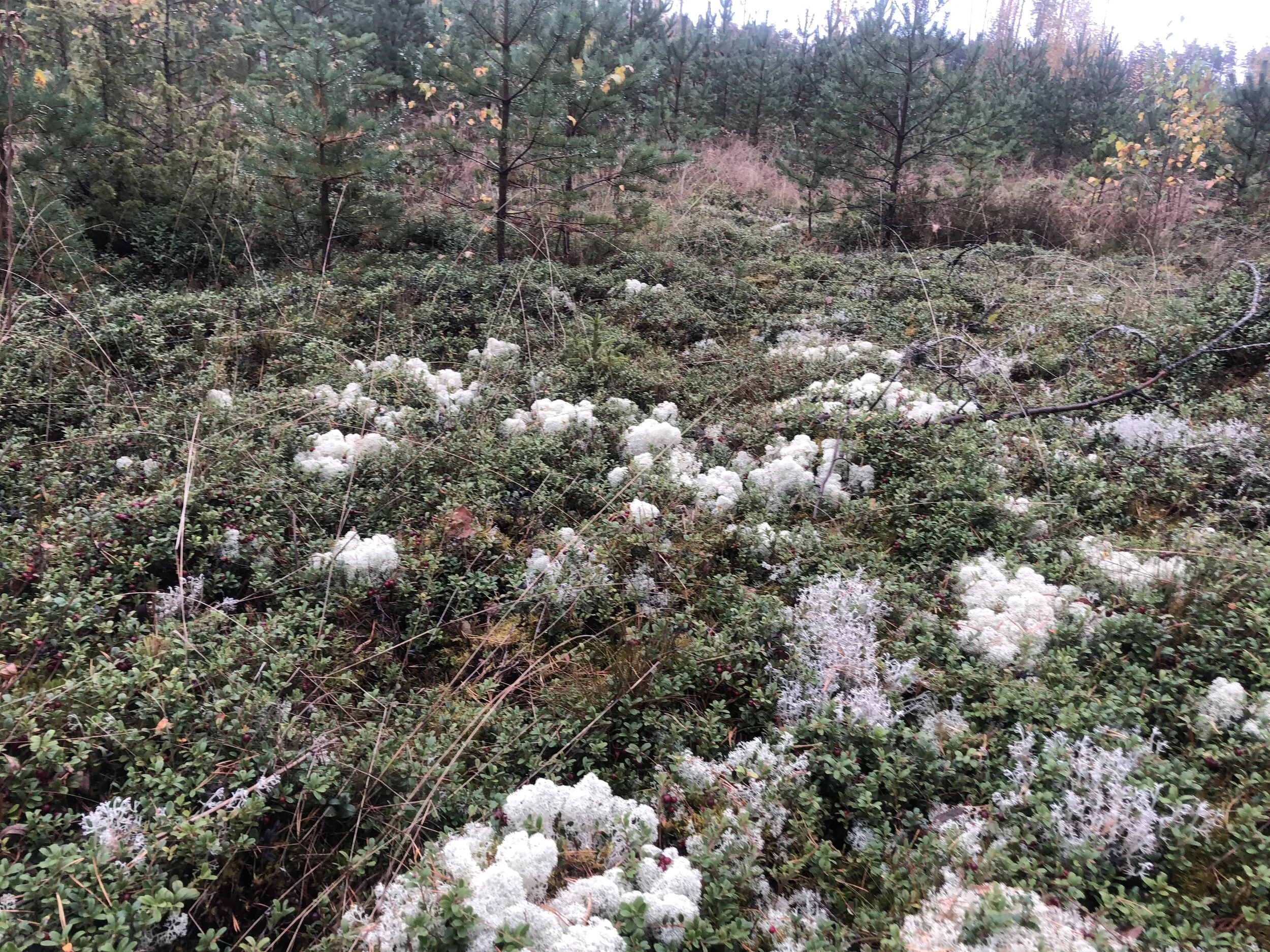 Eesti Maastikumaraton..jpg