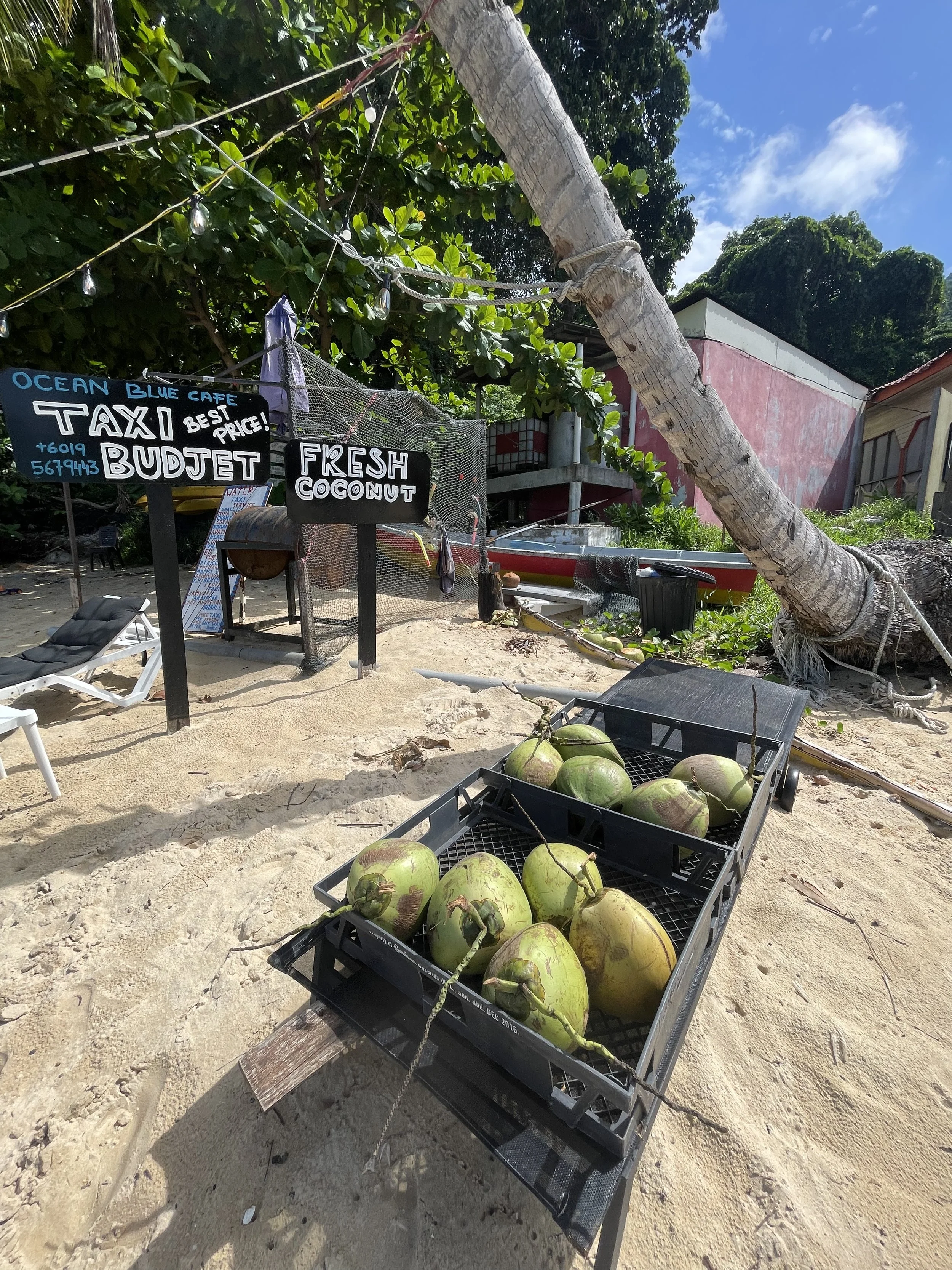 Coconuts displayed in black crates on a table on a sandy beach, with a handwritten sign behind that reads 'Fresh Coconut' and 'Taxi Budget Best Price!'.