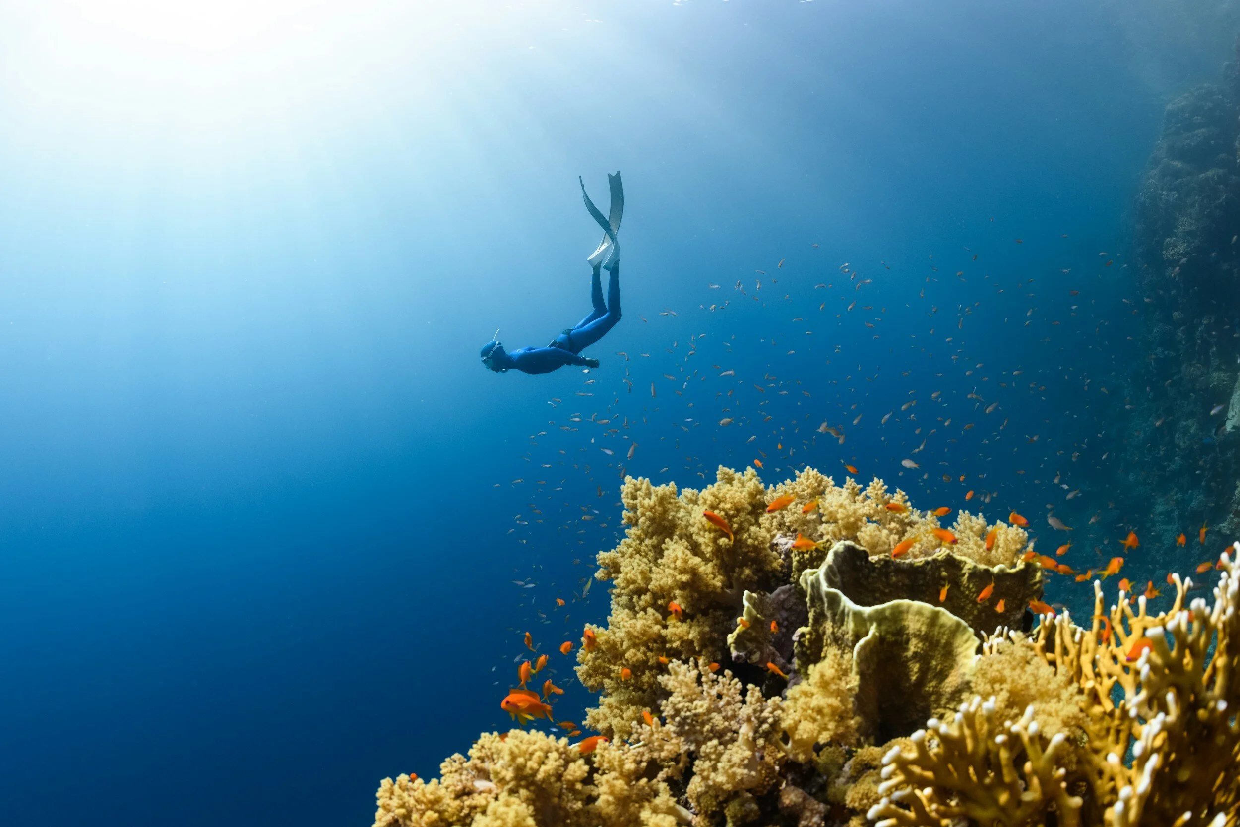 A diver swimming above a coral reef surrounded by small orange fish, with sunlight filtering through the water.