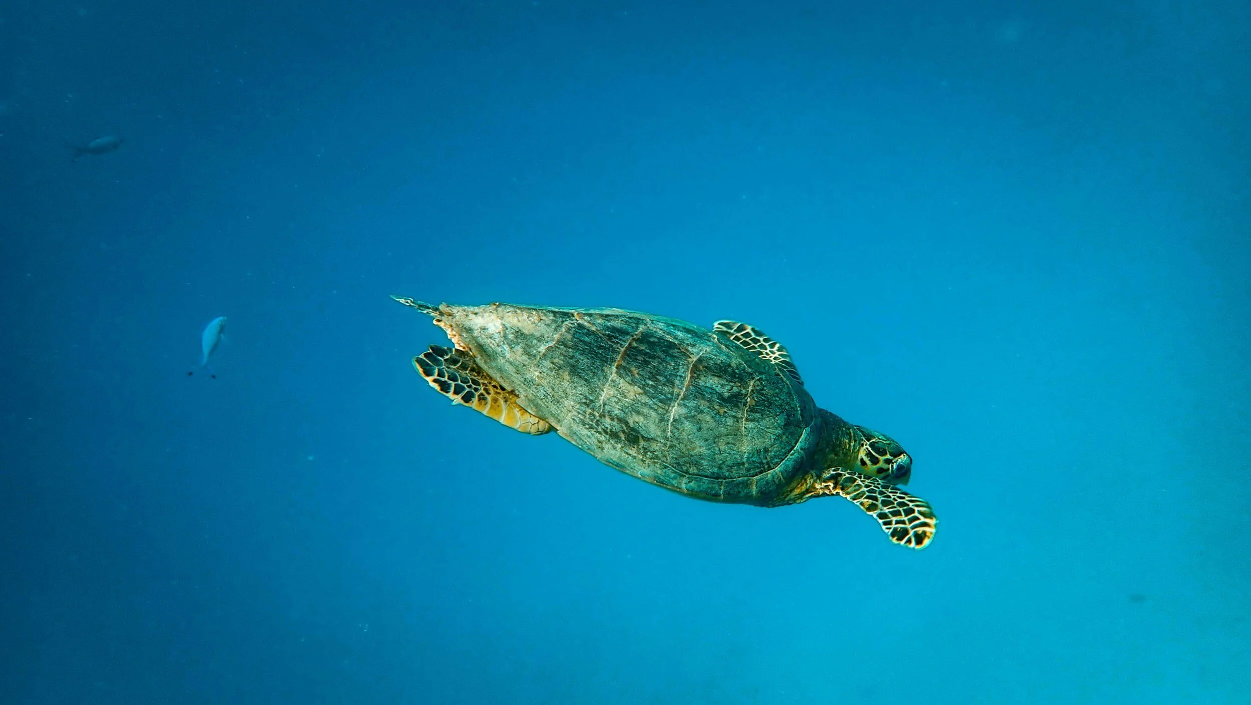 A green sea turtle swimming in the ocean with a blue background and small fish nearby.