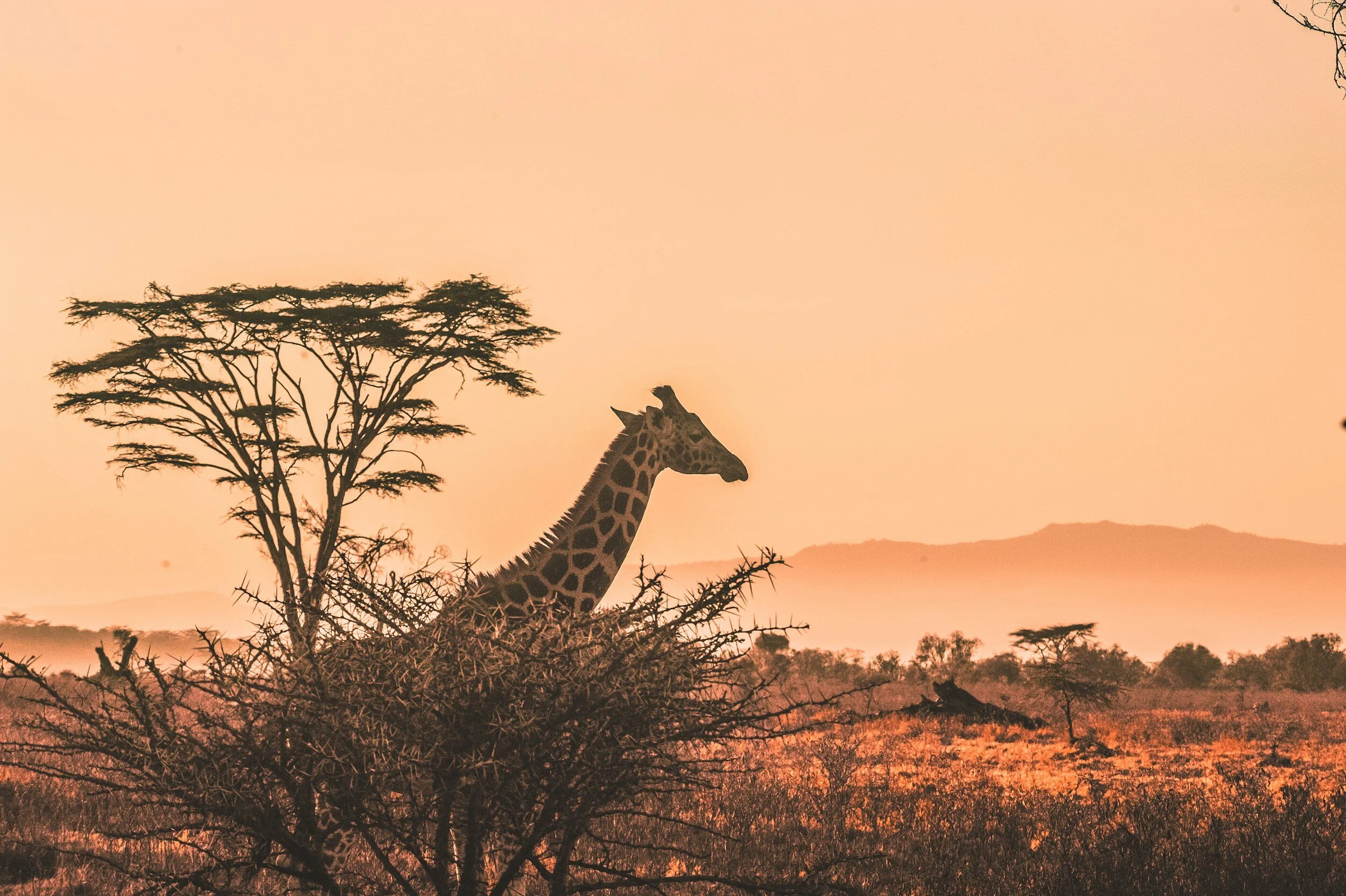 A giraffe standing behind a bush in a savannah landscape at sunset, with sparse trees and distant hills.
