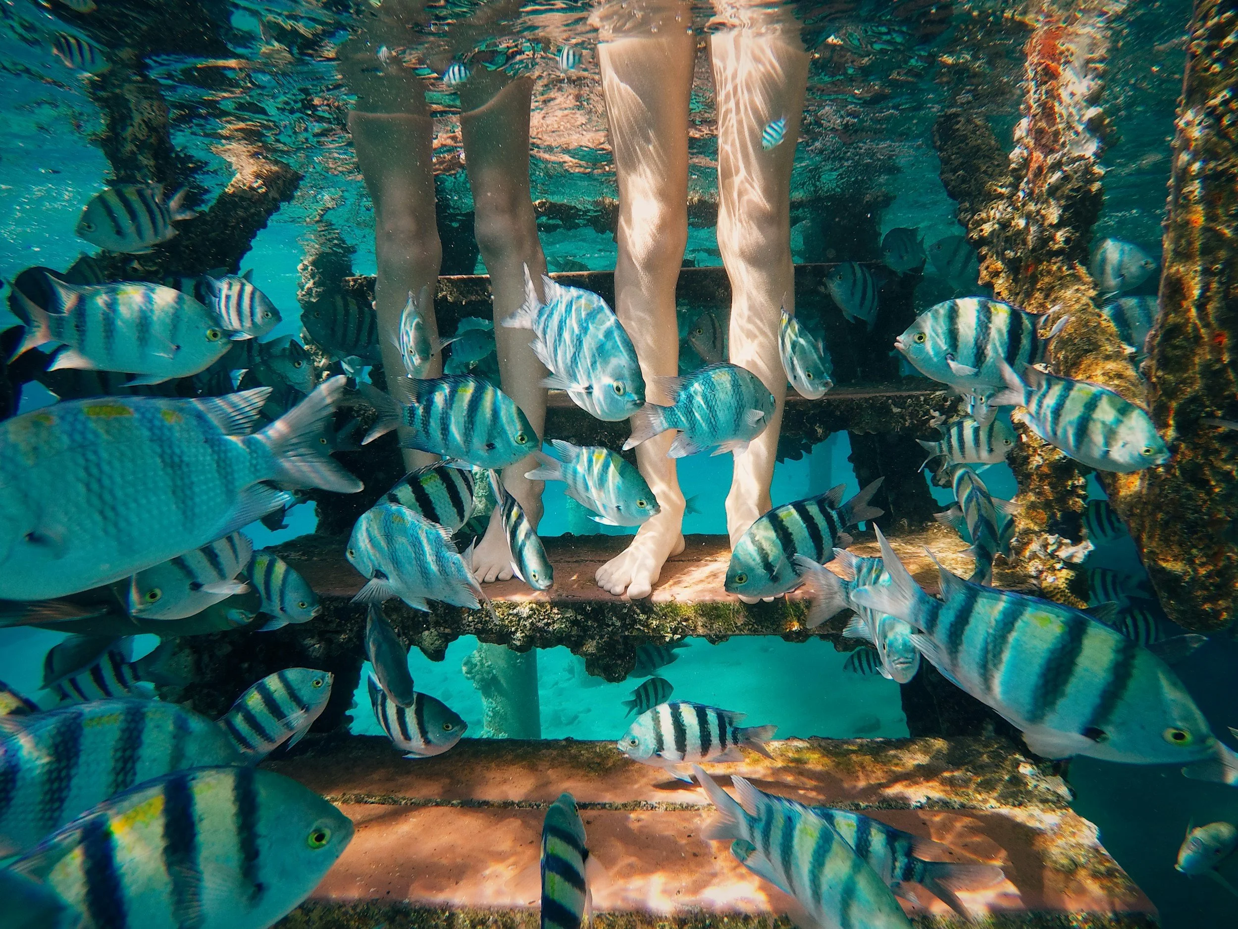Underwater scene showing a person's legs standing on a submerged structure surrounded by tropical fish.