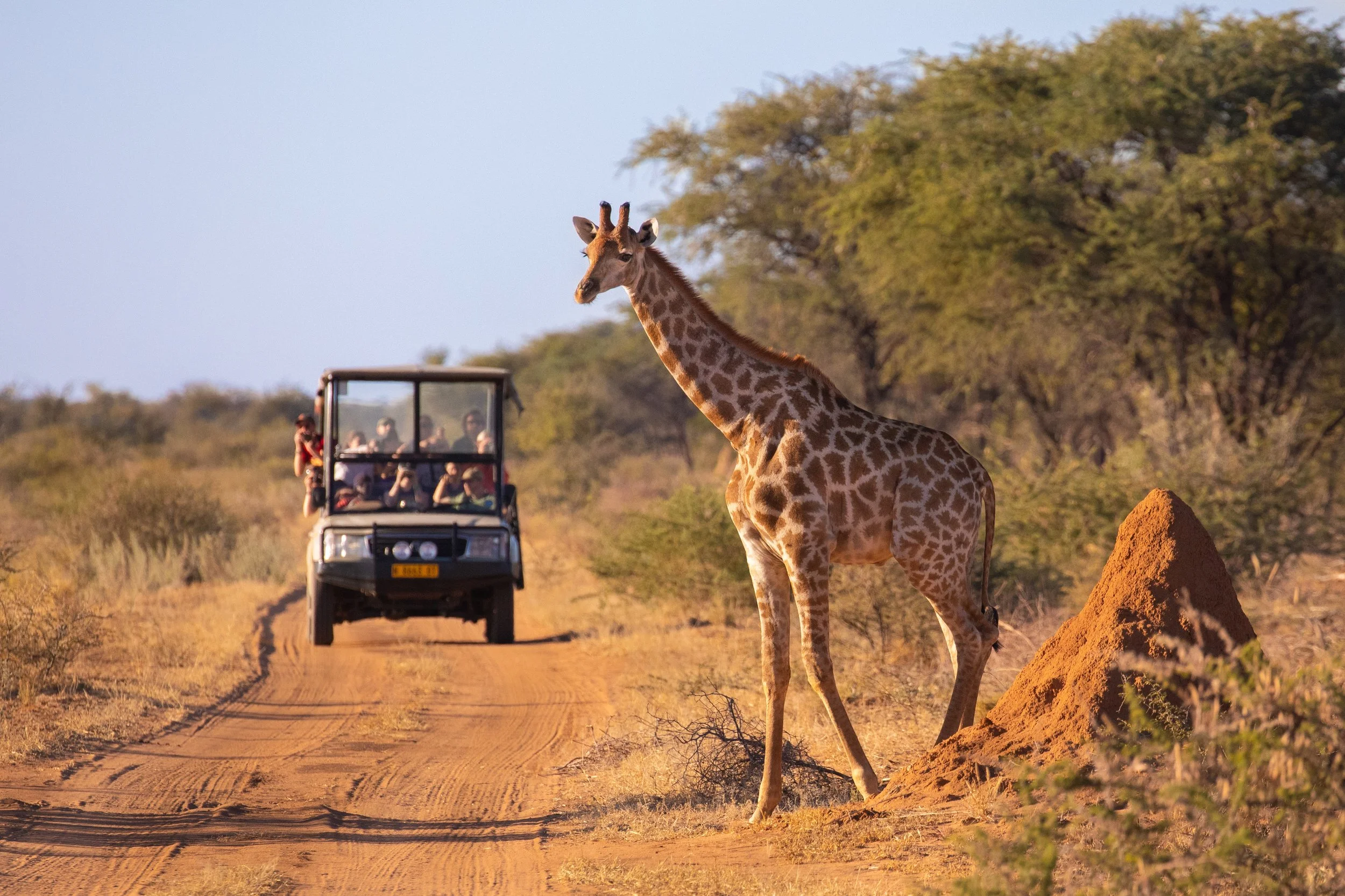 African Safari- Booking